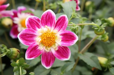 dahlia çiçeği