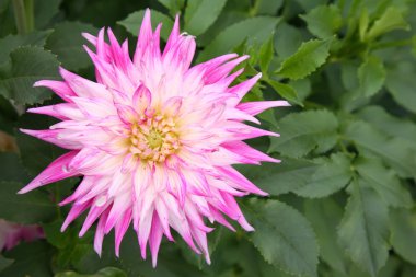 Beyaz-pembe dahlia