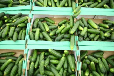 Cucumbers in the boxes clipart