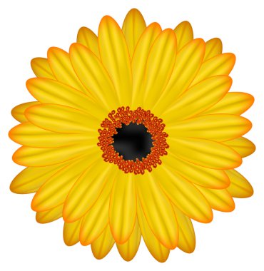 gerbera çiçek