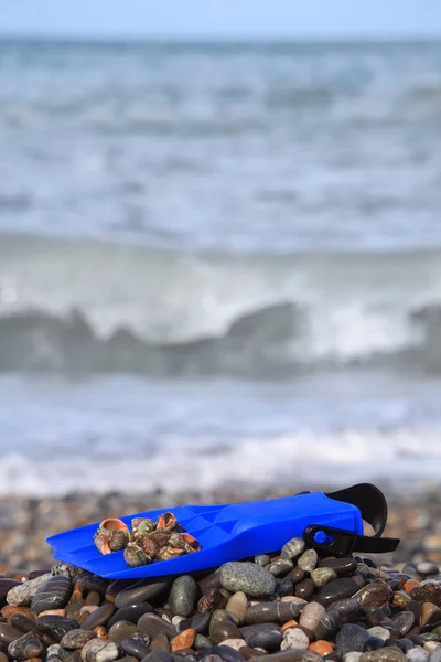 Плавник с раковиной на каменистом пляже — стоковое фото