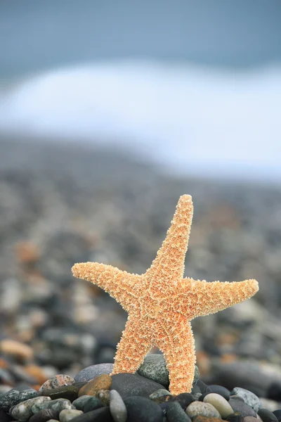 Starfish on stone seacoast — Stock Photo, Image