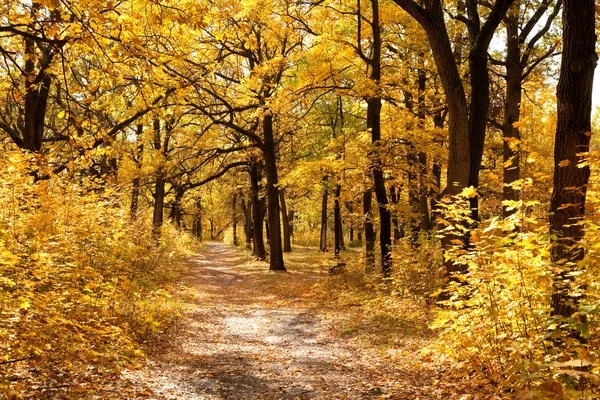 stock image In autumnal park