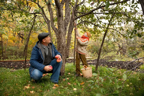 Recoger manzanas — Foto de Stock