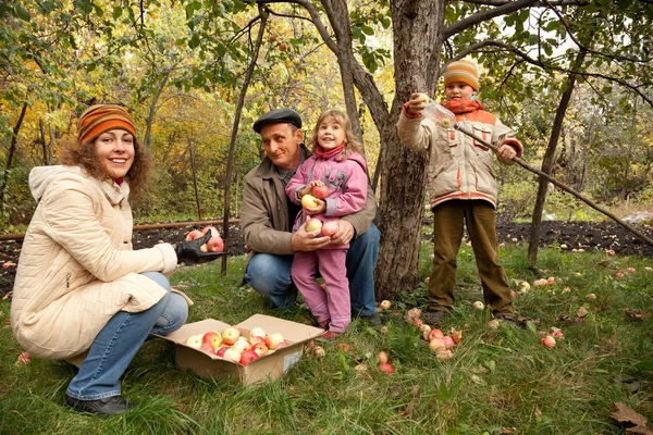 Verzamelen van appels — Stockfoto