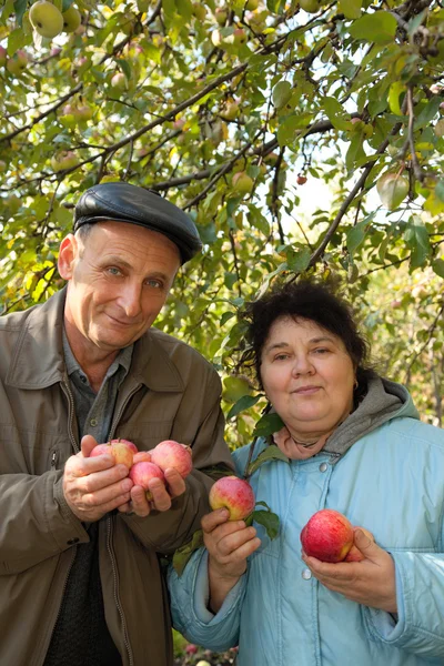 Middleaged man and woman with apples — Stock Photo, Image