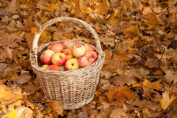 Cesta de maçãs — Fotografia de Stock