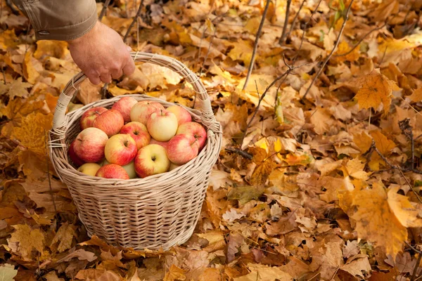 Корзина с яблоками — стоковое фото