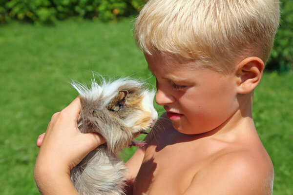 Boy plays with Guinea pig on meadow
