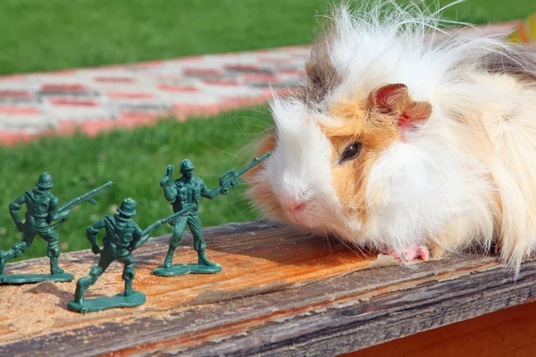 Guinea pig resists to toy soldier — Stock Photo, Image