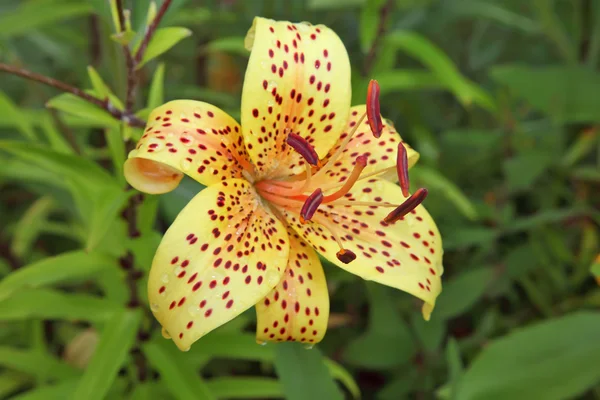 Flower Lily in garden — Stock Photo, Image