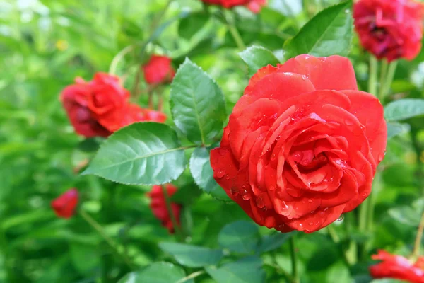 Bloem roos in de tuin — Stockfoto
