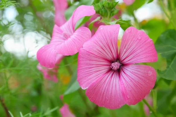 Flower Lavatera trimestris in garden — Stock Photo, Image