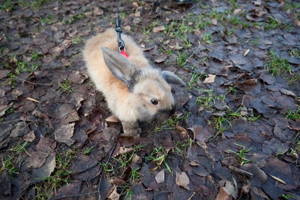 Fluffy beige rabbit — Stock Photo, Image