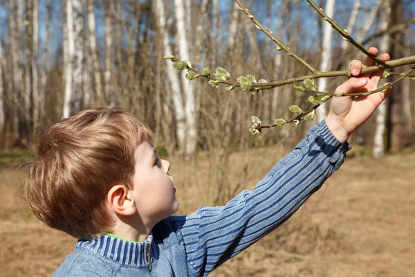 The boy looks at full bud in spring park — Stock Photo, Image