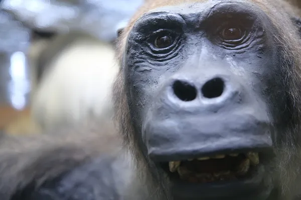 Retrato de close-up de macaco — Fotografia de Stock