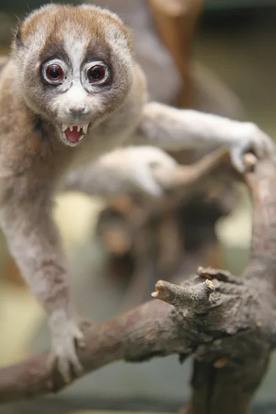 Lemurer — Stockfoto