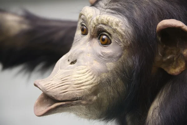 Schimpanse 2 — Stockfoto