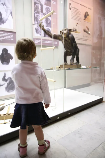 Маленька дівчинка в муземі дивиться на мавпу — стокове фото