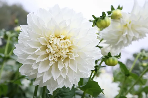 Beyaz Yıldız çiçeği — Stok fotoğraf