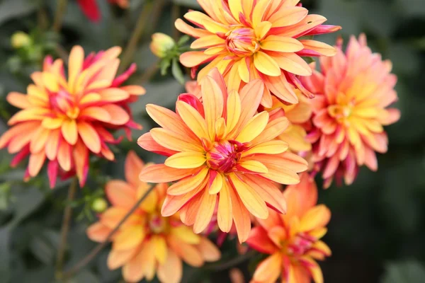 Red-yellow dahlia — Stock Photo, Image