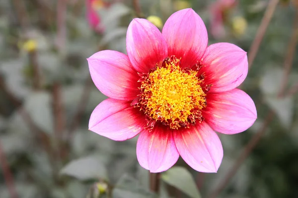 Pembe dahlia çiçeği — Stok fotoğraf