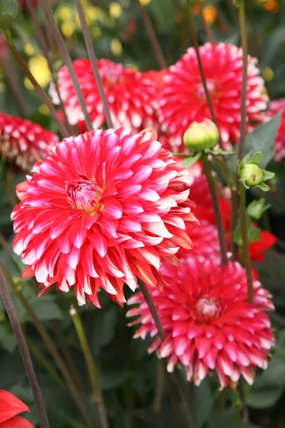Bilden av en nära av röd dahlia blomma. — Stockfoto