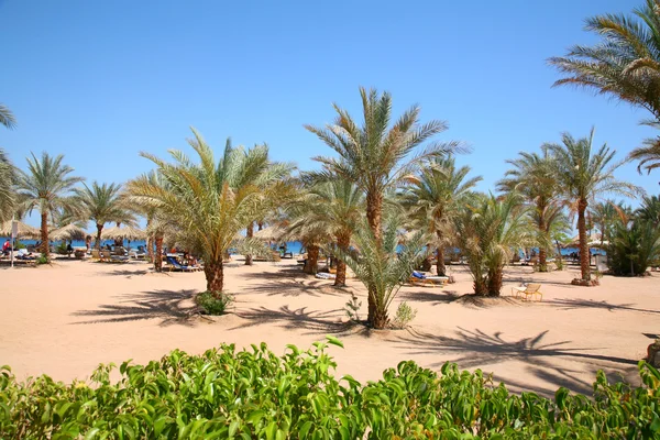 Palm sand beach — Stock Photo, Image