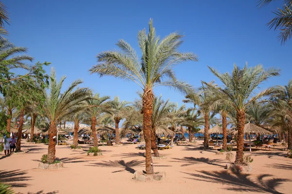 Spiaggia di sabbia palma — Foto Stock