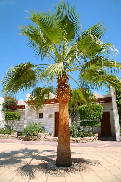Maison palmier tropical — Photo
