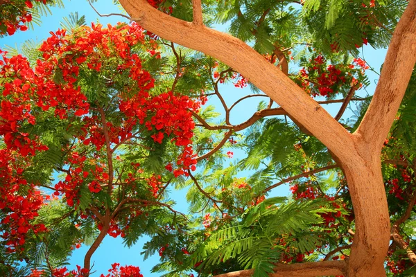 Тропическое дерево — стоковое фото