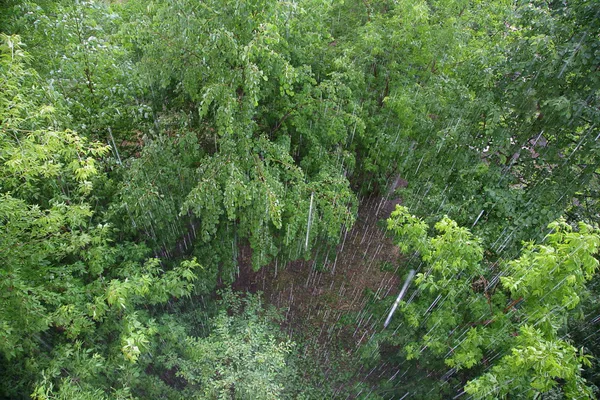 Yağmur, ağaçlar — Stok fotoğraf