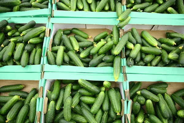 stock image Cucumbers in the boxes