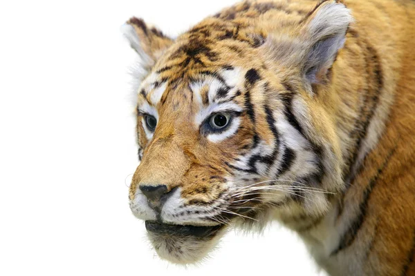 The tiger — Stock Photo, Image