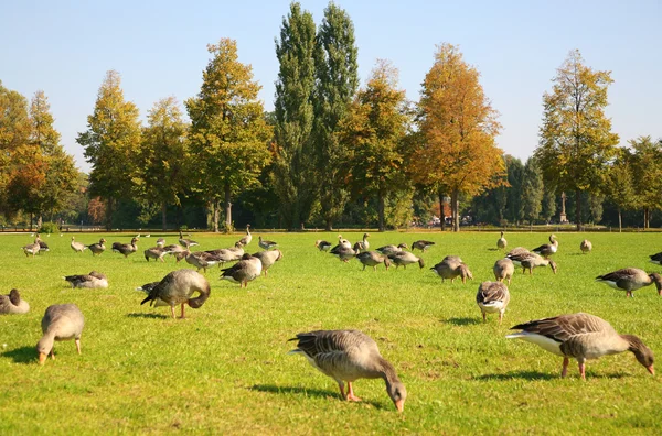 群鸭到草地上 — 图库照片