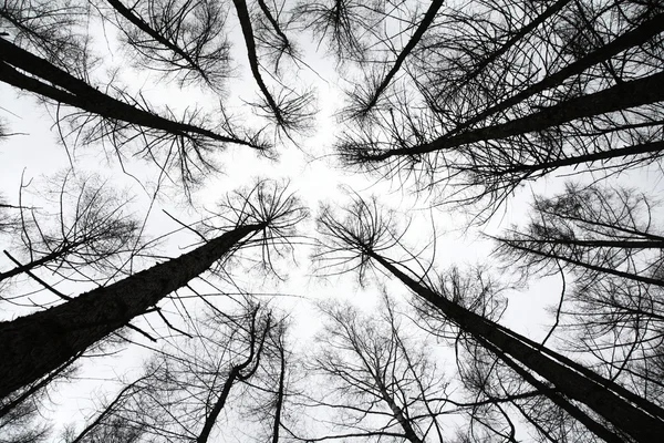 Topo das árvores — Fotografia de Stock