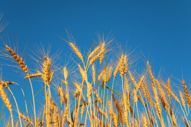 Ears of wheat against background of sky clipart