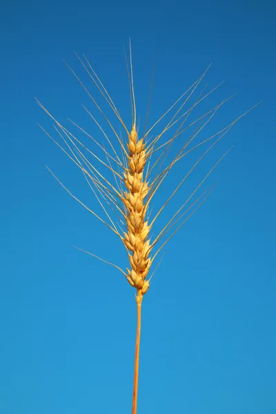 Wheat on blue sky — Stock Photo, Image