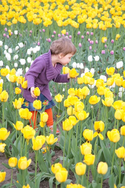 Little girl on field of tulips — Stock Photo, Image
