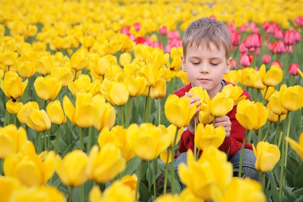 Niño en el campo de tulipanes —  Fotos de Stock