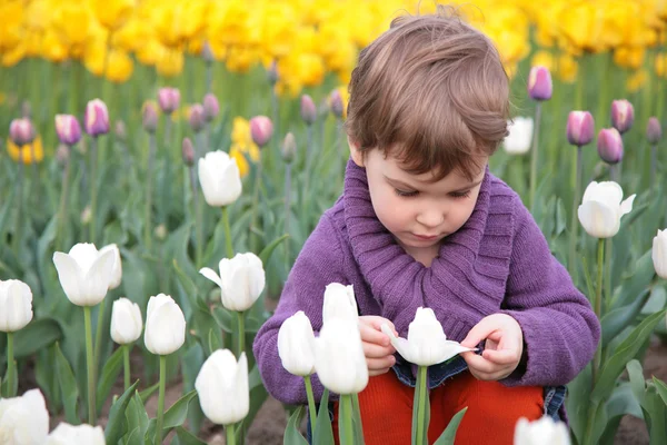 Kleines Mädchen blickt auf weiße Tulpe — Stockfoto
