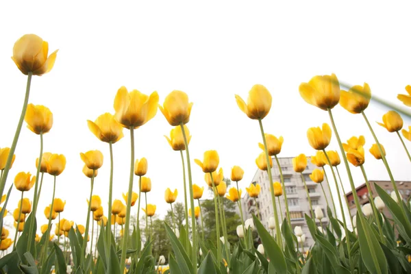 Gebied van tulpen in stad — Stockfoto