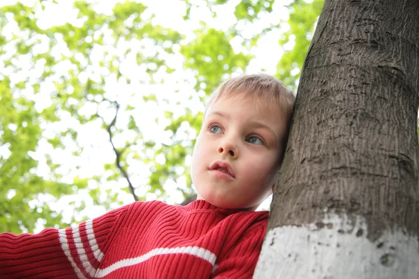 少年とツリー — ストック写真