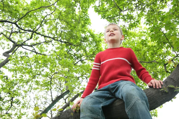 Boy sits on tree — Stock Photo, Image