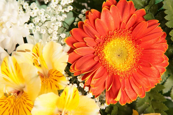 stock image Flowers