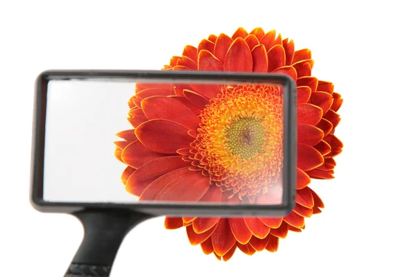Квітка через екранної лупи — стокове фото