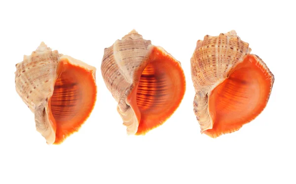 Three shells — Stock Photo, Image