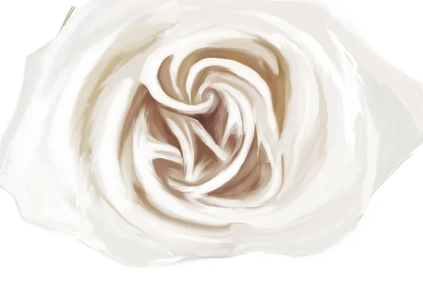 White rose drawing — Stock Photo, Image