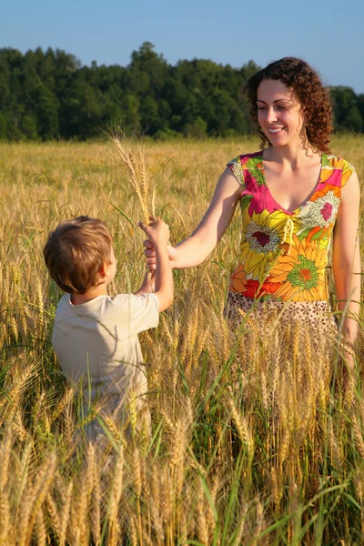 Mother gives ears in wheaten field to child — Stock Photo, Image
