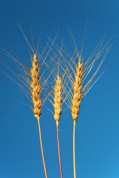 Three ears of wheat against background of sky — Stock Photo, Image